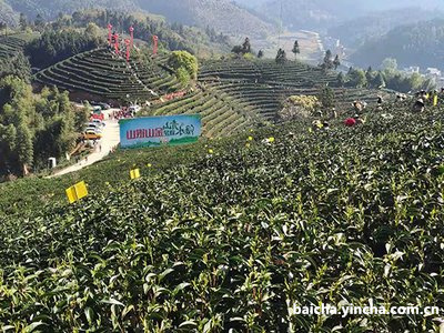 寻味白茶价格及茶叶品牌