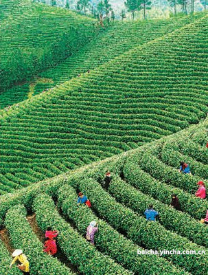 淄博白茶茶叶厂家地址查询电话大全及其它茶叶厂家，山东淄博茶叶