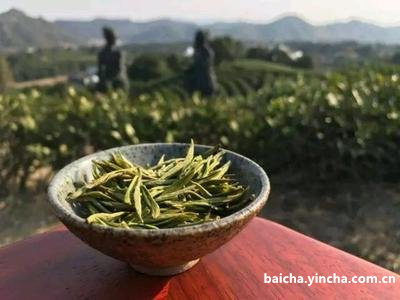 白茶怎么喝才有味道呢视频教学讲解