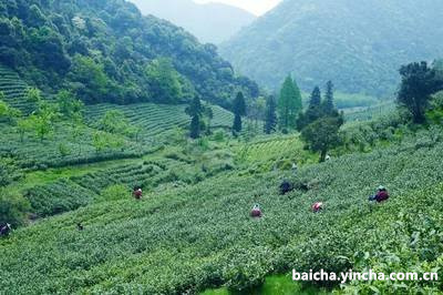 白茶含水量标准及实年份