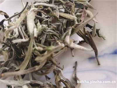 老白茶煮后有棉絮状漂浮物正常吗？是什么原因导致的？