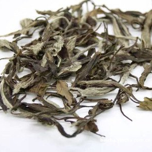 白山茶品种推荐：选哪个好？十大品种全解析！