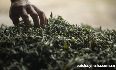 降坡泥能泡红茶吗？如何泡大红袍？有毒吗？