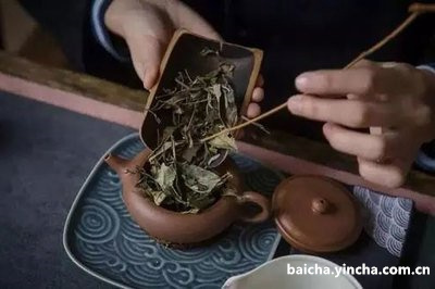 白茶可以做茶香鸡吗，怎么做？