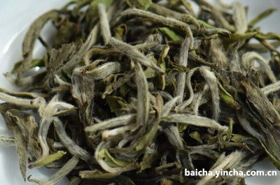 白茶新茶好喝吗，怎么泡？