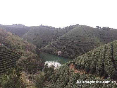 白茶水分的国家标准与质量监测