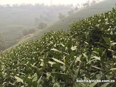 白醋可以清洗茶杯吗？视频教程和副作用详解