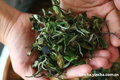 天喝白茶好还是喝绿茶好？方法与适合饮用的白茶和绿茶