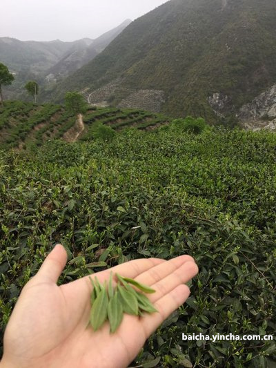 白茶属于凉性茶还是热性茶