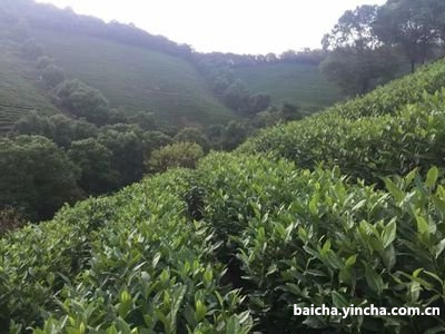 天茗茶普洱茶价格及相关信息