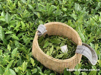 支气管扩张可以喝茶叶茶吗？