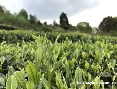 益阳茶厂和白沙溪茶厂的关系解析