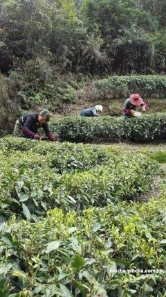 白茶投茶量比例及泡茶时间