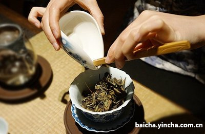 安白茶是怎么制作的？原料、制作过程与方法一步到位！