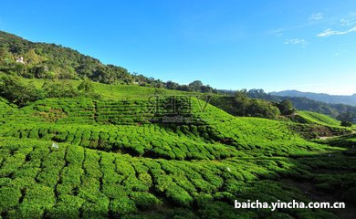 上海白茶茶叶供应商有哪些品牌和地方