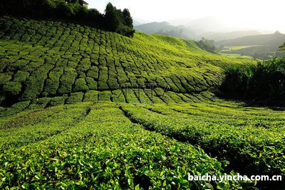 中茶的白茶哪个系列好喝一点？