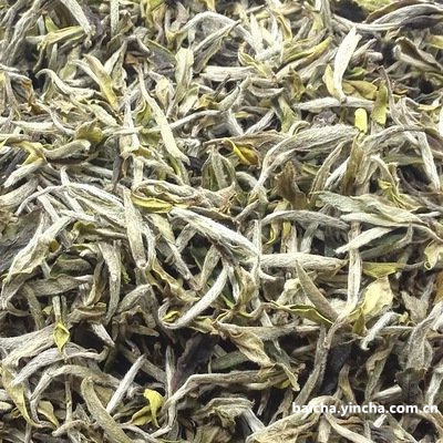 白茶是用什么茶叶做的原料及茶树品种？