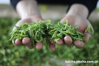 十年老白茶饼的价格