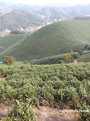 长春古树白茶哪个牌子好喝