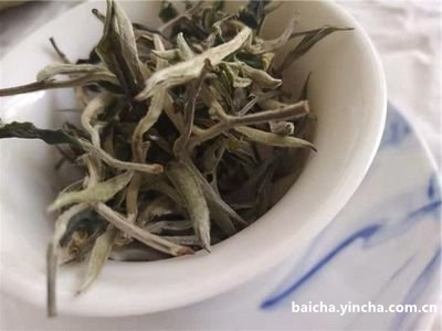 安白茶芽细长短如何选择？头粗细长哪个更好？安白茶芽越长越好吗？安白茶叶长短如何判断？芽尖如何鉴别？