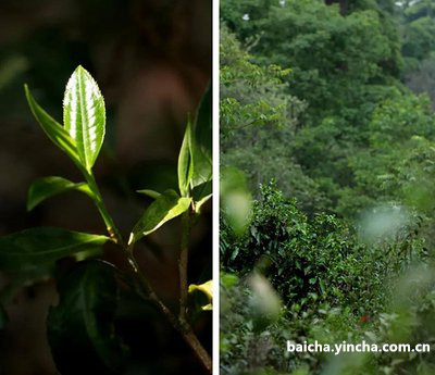 河北哪里产茶叶最多，产地好？