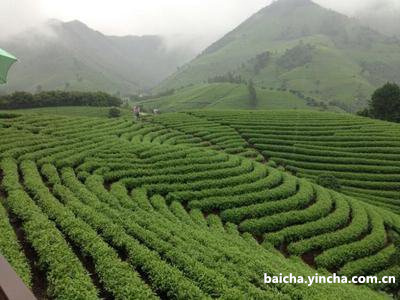 刺梨茯苓玫瑰花红枣的功效和作用，以及禁忌注意事