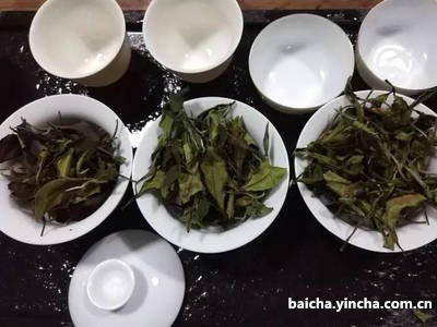 白茶为什么有白毛？毛对茶的影响如何？