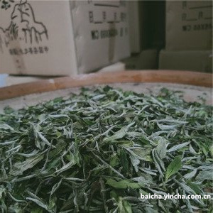 奶白茶和黄金芽哪个贵？两者有何不同？奶白茶属于什么茶？