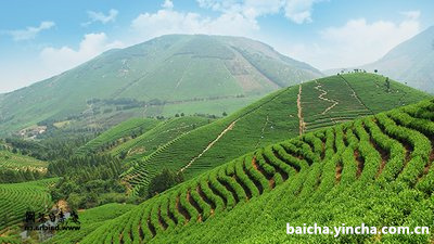 内火旺能喝茶吗？茶叶、奶茶、水是否适宜？