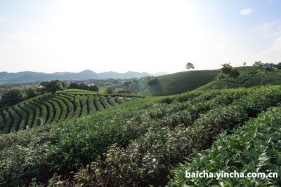 普洱茶和白茶哪个降血糖快？比较普洱茶和白茶的降糖效果