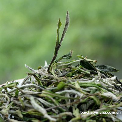 连山白茶的功效与作用，连州白茶是什么茶？