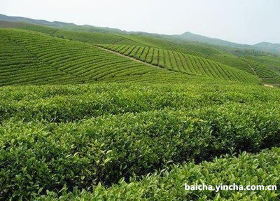 淄博白茶茶叶厂家地址查询电话大全及其它茶叶厂家，山东淄博茶叶