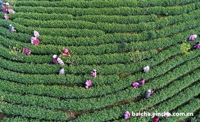 安吉白茶三种形态特征是什么样的