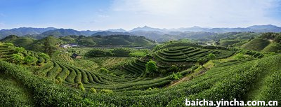 碗如何控制白茶投茶量呢