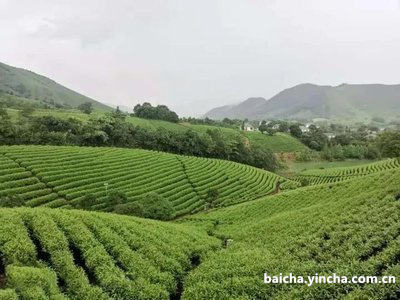 喝白茶好还是喝绿茶好呢？