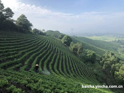 江西赣州茶叶品种及场在哪里