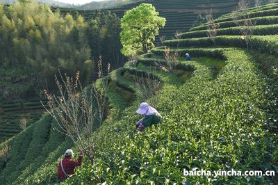 莆田茶叶品牌排行榜及遇见，了解莆田茶叶品牌有哪些