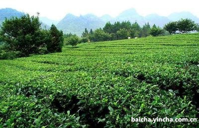 茶拨和茶针的区别及用法