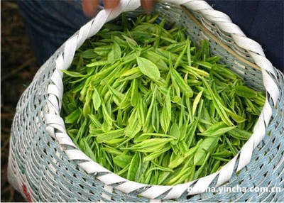 白茶跟绿茶有什么区别及功效