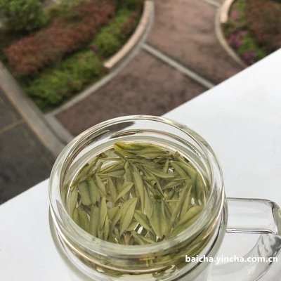 安吉白茶是什么品种茶叶及其茶型