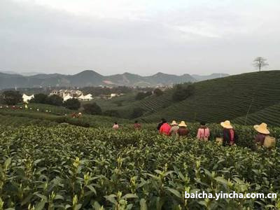 白茶黄金芽怎么保存及时间长？