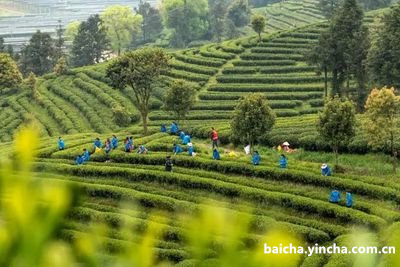 白茶是用什么材料合成的茶？