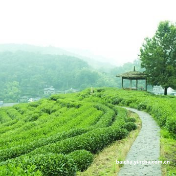 月光白茶的特点和功效及禁忌