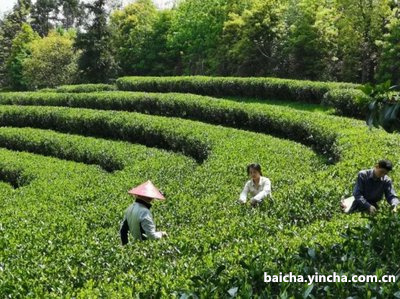 多喝白茶可以预防多种癌症及复发