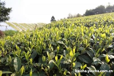 绿春白茶好不好，喝闻怎样，功效作用