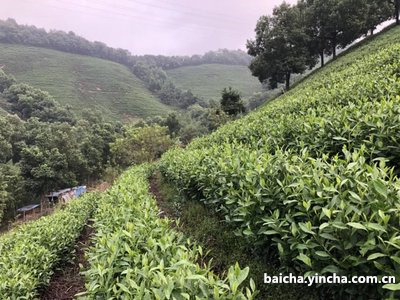 安吉白茶景点介绍及排名