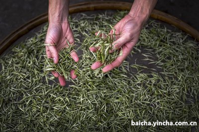 白茶炒茶机多少钱一台，安白茶全自动炒茶机制作视频