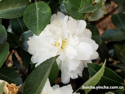 白茶花掉落地上还能活吗？花苞生锈不开花的解决方法