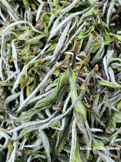 甲状腺绿茶能喝吗？甲状腺疾病能喝绿茶吗？甲状腺炎能喝绿茶吗？