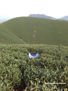 各种茶的名称及图片大全介绍及价格